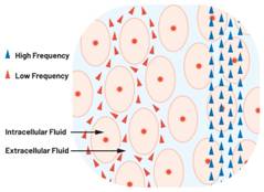  圖1.人體組織的電導(dǎo)率  因此，按照如上初步近似思路，模擬人體行為的電子電路可以建模如下：電阻Ri（細胞內(nèi)電阻）與電容（細胞膜電容）串聯(lián)，二者與另一個電阻Re（細胞外電阻）并聯(lián)，如圖2所示2。人體的阻抗范圍在1 kHz左右的低頻時為10 kΩ至1 MΩ，在1 MHz左右的高頻時為1 kΩ至100 Ω。