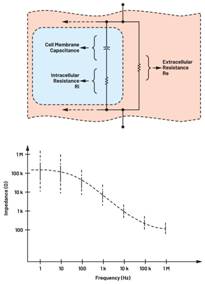  圖3.人體皮膚的三種主要RC分層模型：(a) Tregear、(b) Lykken、(c) Montague